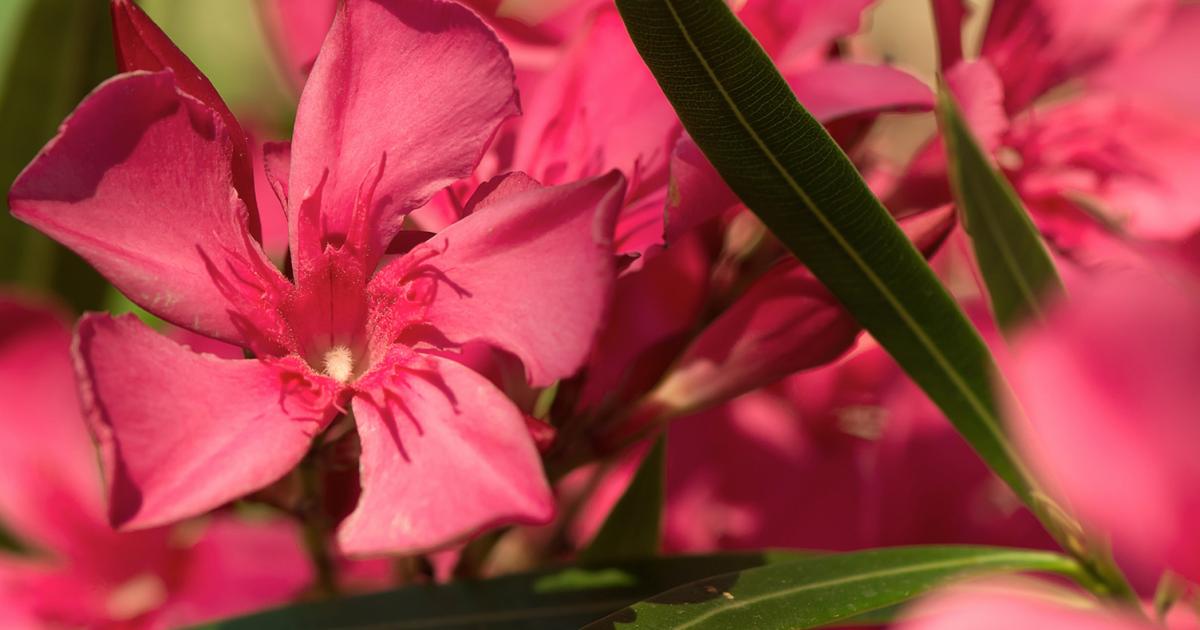 Oleander Pflegen Oleander Pflegen